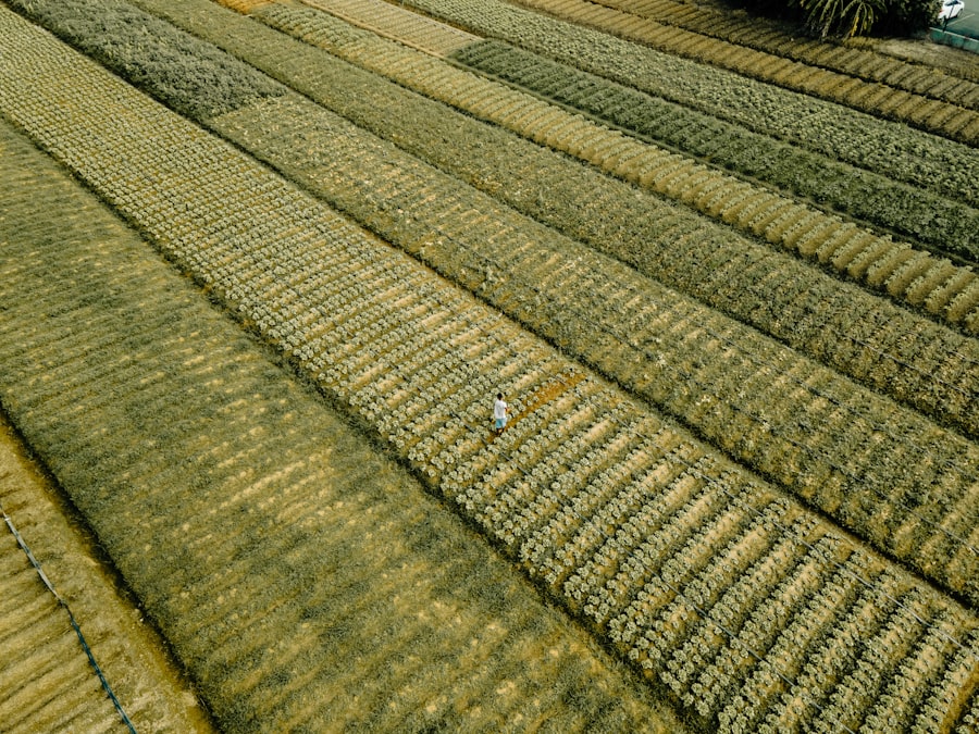dry carpet