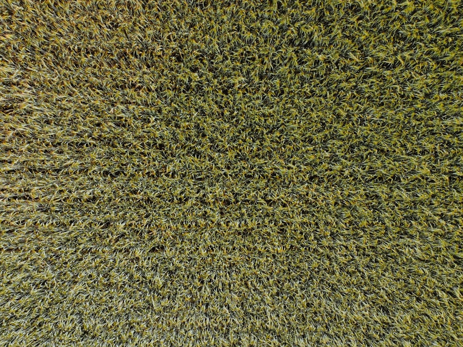 carpet cleaning, fleas