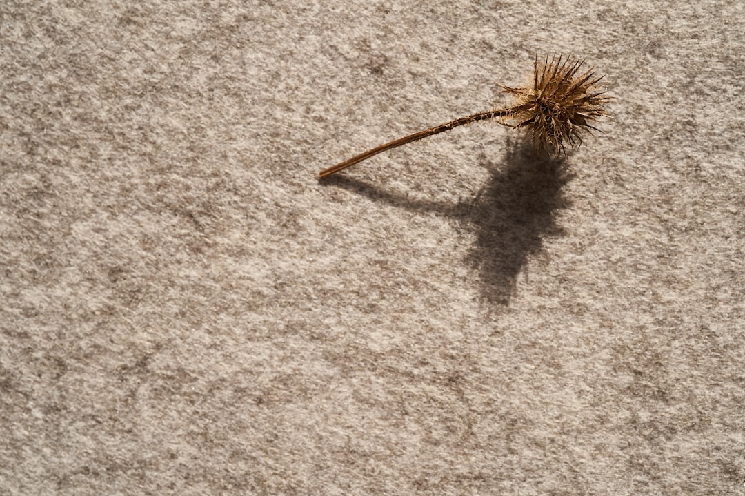 Photo carpet cleaning, fleas