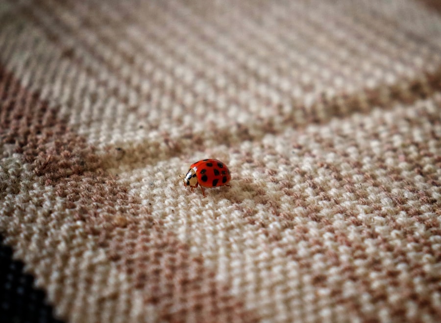 Photo carpet cleaning, fleas