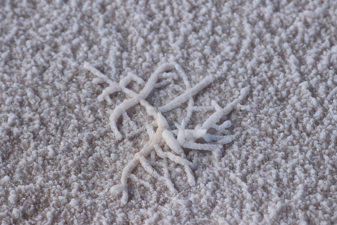 Photo eco carpet cleaning