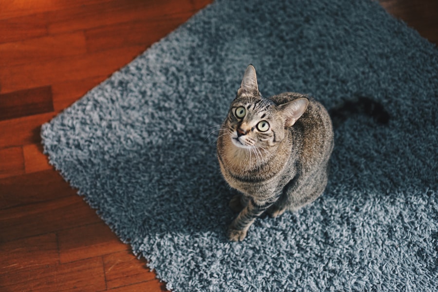 Photo carpet for pets