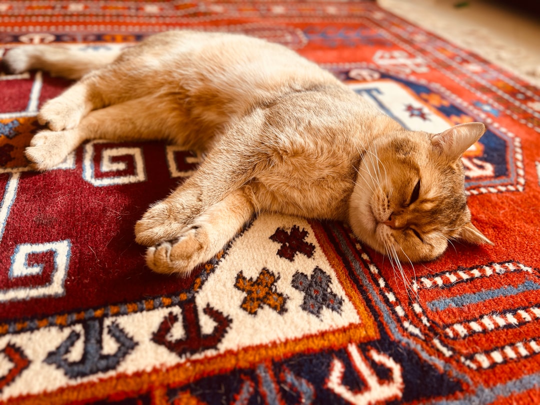 Photo carpet cleaning, pet dander