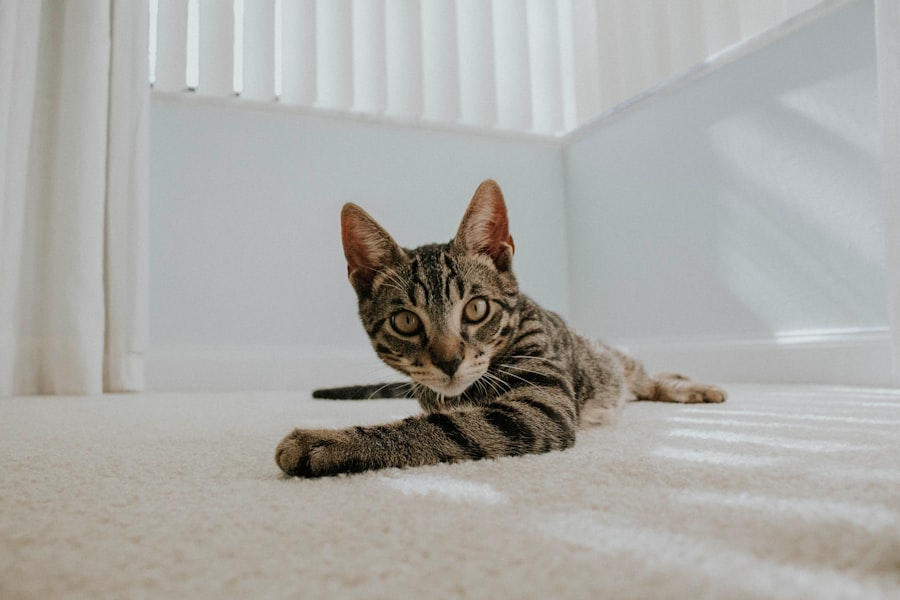 Photo carpet cleaning, pet dander